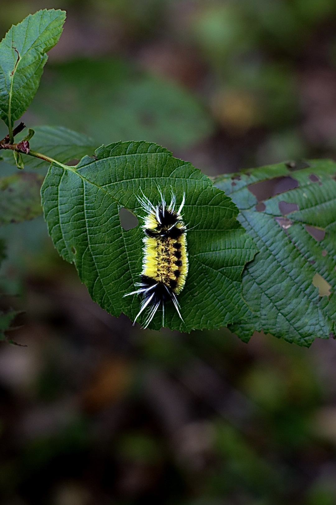 Yellow Caterpillar