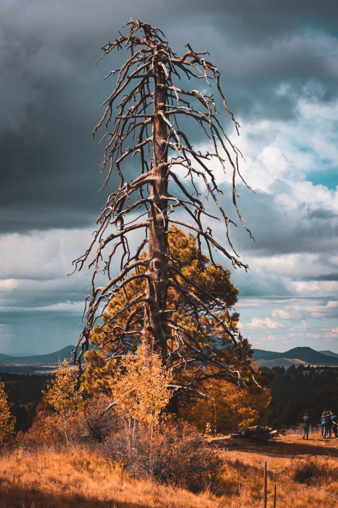 Dead Tree In Flagstaff