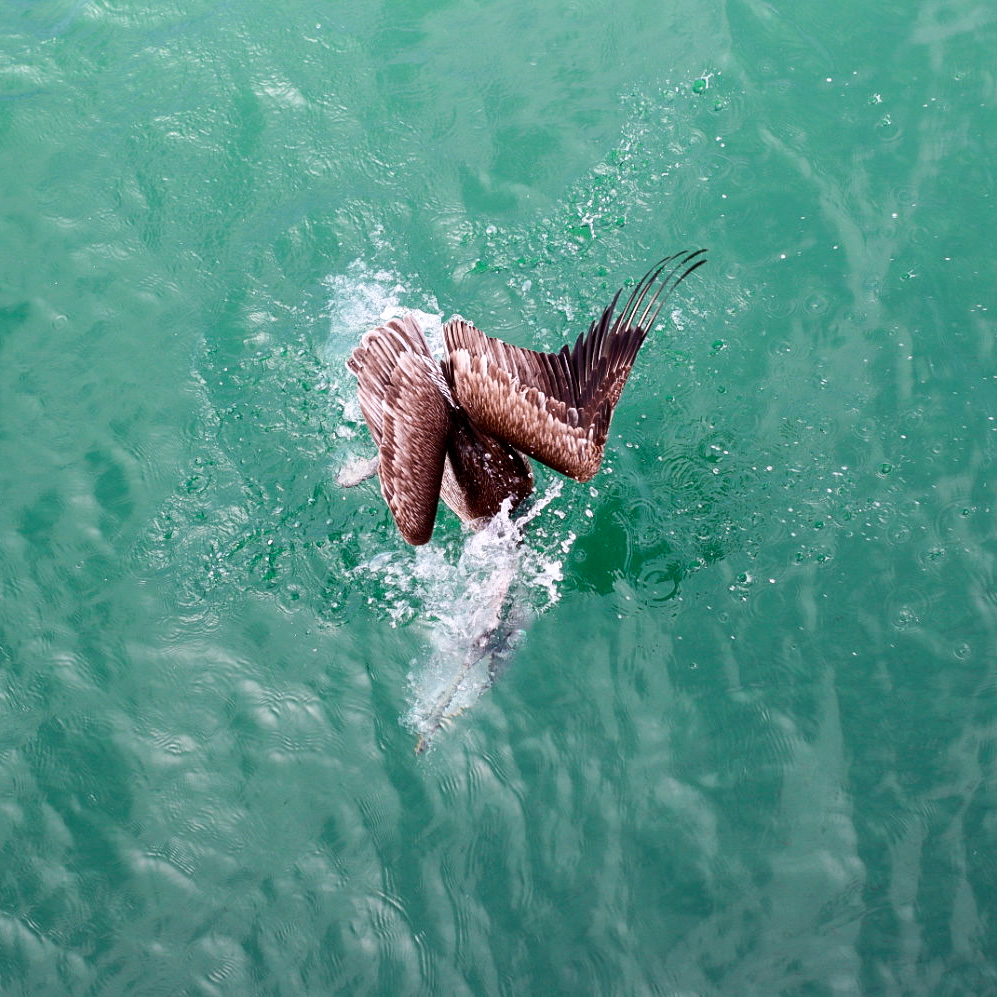 Pelican Dive